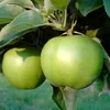 Two green apples on a tree branch with green leaves. Produktbild-Vorschau