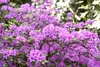 Rhododendron 'Praecox', frühblühend, lila, 30–40 cm Produktbild-Vorschau 1