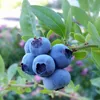 PLANTON B Mehrkomponentendünger für Heidelbeeren und andere Produktbild-Vorschau 3
