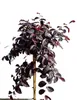 Fleur de bracelet - Loropetalum fire dance - Grande tige 80 Voir les images du produit 1
