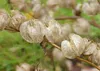 SAFLAX - Blaue Lampionblume - 100 Samen - Nicandra Produktbild-Vorschau 7