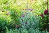 Lychnis coronaria, Lichtnelke, silbrig-grau, ca. 9x9 cm Produktbild-Vorschau 4