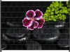 Wallario Zaunsichtschutz mit Motiv Geranienblüte auf Produktbild-Vorschau 1