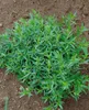Artemisia dracunculus, Estragon, aromatisch, ca. 9x9 cm Produktbild-Vorschau 7