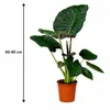 Alocasia Regal Shield, 60–80 cm. Également appelée "Oreille Voir les images du produit 5