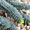 3 x Euphorbia myrsinites (Walzen Wolfsmilch)  - Stauden Produktbild-Vorschau 3