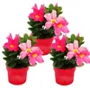 Dipladenia - Chilenischer Jasmin - 10cm Topf - Set mit 3 Produktbild-Vorschau 1