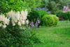 Stauden Gänge 3 x Astilbe arendsii Kollektion - Produktbild-Vorschau 7
