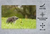 MuchoWow® Schreibtischunterlage Igel - Blume - Frühling Produktbild-Vorschau 2