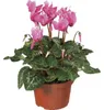 Alpenveilchen Patio Mix FloraSelf Cyclamen persicum Ø 10/11 Produktbild-Vorschau 8