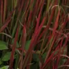 Japanisches Blutgras Red Baron - Imperata cylindrica Produktbild-Vorschau 2