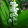 6 x mughetto bianco - Convallaria majalis | vaso 9cm x 9cm Anteprima dell’immagine prodotto 1