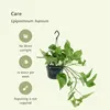 Zelenec (Epipremnum aureum, Scindapsus) - izbová rastlina, Náhľad obrázku produktu 5