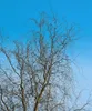 Salix matsudana 'Tortuosa', Korkenzieher-Weide, 60–100 cm Produktbild-Vorschau 7