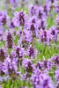 Katzenminze, im Topf - Nepeta nervosa Produktbild-Vorschau 1