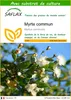 SAFLAX  - Myrte commun - 30 graines - Avec substrat - Voir les images du produit 1