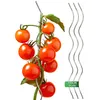 Tomatenspiralen aus Stahl Ø 5,6 mm Tomatenspiralstäbe Ranke Produktbild-Vorschau 3