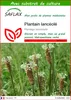 SAFLAX  - Plantain lancéolé - 100 graines - Avec substrat - Voir les images du produit 1