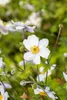 Anemone japonica 'Whirlwind', Herbst-Anemone, weiß, ca. 9x9 Produktbild-Vorschau 6