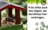 Karmnik STAFECO do zawieszenia dla małych ptaków, domek dla Podgląd zdjęcia produktu 10