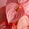 Langue de feu - Anthurium 'Maine Pink' - Hauteur 55-70cm - Voir les images du produit 4