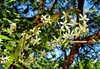 Neem (Azadirachta indica)  - 5 Samen Produktbild-Vorschau 2