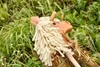 Hobby Horse Steckenpferd "Haflinger" ohne Rollen Produktbild-Vorschau 5