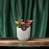 Roślina rurkowata Sarracenia Ø12 cm ↕20 cm Mięsożerna Podgląd zdjęcia produktu 3