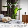 A golden retriever puppy sleeps on a couch next to a large plant, with a Ring camera visible on a side table. Anteprima dell’immagine prodotto