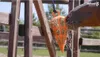 Heu Slowfeeder Fun and Flex 22 cm Orange Karotte Produktbild-Vorschau 3