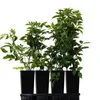 Four potted plants in black containers are lined up on a black tray against a white background. Produktbild-Vorschau