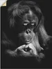 ARTland Wandbild, selbstklebend Orang Utan Größe: 30x40 cm Produktbild-Vorschau 1