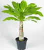 BALDUR Garten Hawaii-Palme, 1 Pflanze, Zimmerpflanze Produktbild-Vorschau 3