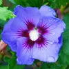 2 x ibišek syrský - Hibiscus syriacus 'Oiseau Bleu' | 40-60 Náhled obrázku produktu 2
