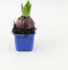 A hyacinth bulb with green leaves and a developing flower bud in a blue pot. Produktbild-Vorschau