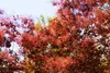 Cotinus coggygria 'Royal Purple', Perückenstrauch, Produktbild-Vorschau 6