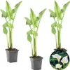 Bloomique - Zestaw 3 sztuk - Zantedeschia Aethiopica - Podgląd zdjęcia produktu 1