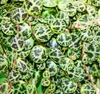 Závesná izbová rastlina Peperomia prostrata String of Náhľad obrázku produktu 3