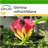 SAFLAX - Africká popínavá ľalia - Gloriosa rothschildiana - Náhľad obrázku produktu 9