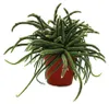 Rhipsalis baccifera horrida - korálový kaktus - v květináči Náhled obrázku produktu 1