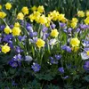 Mischung aus 100 - 6 Monate alten Blumen - Farbmischung - Produktbild-Vorschau 5