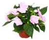 Edel-Lieschen - Impatiens Neu-Guinea - 12cm Topf - Set mit Produktbild-Vorschau 2