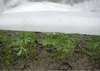 Jarní agrotextilie bílá 17 g 1,6 m x 100 m Náhled obrázku produktu 2