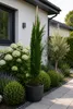 Cupressus sempervirens Totem 140–160 cm | Säulenzypresse | Produktbild-Vorschau 1