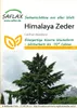 Artikelbild 1 von 'Himalaya Zeder' aus der Kategorie Exotische Samen Podgląd zdjęcia produktu