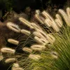 Stauden Gänge 1 x Pennisetum alopecuroides im 1 Liter Topf Produktbild-Vorschau 3