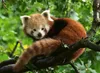 Süßer roter Panda Ravensburger 12000369 Produktbild-Vorschau 2