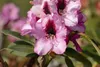 Rhododendron Hybr. 'Pfauenauge', Rhododendron, 50–60 cm, Produktbild-Vorschau 7