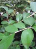 Lagerstroemia Indica Violet d'ete - Kräuselmyrte Indica Produktbild-Vorschau 2