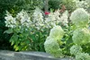 Rispenhortensie Wim's Red 40-60 cm, im Topf - Hydrangea Produktbild-Vorschau 6
